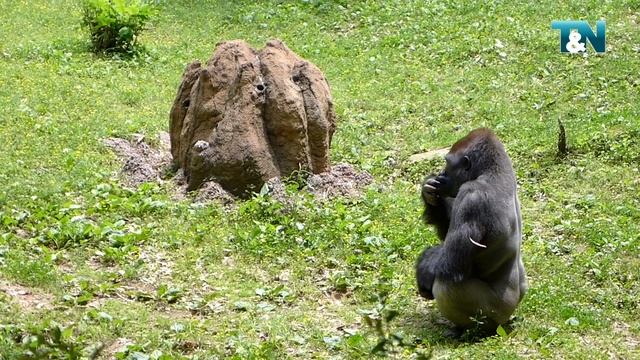 Gorillas at Zoo Atlanta смотреть онлайн