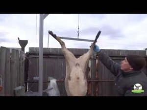 28.10.2017 Приспособление для подвешивания и разделки МРС.