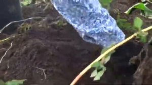 Сбор картофеля. Наш урожай . Сорта кузнечанка, тулеевский, розара, лина
