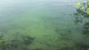 Ловля карпа в прозрачной воде!!!