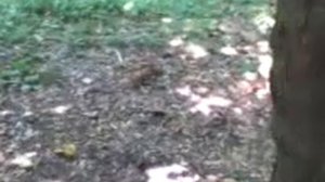 Белочка из ледникового периода