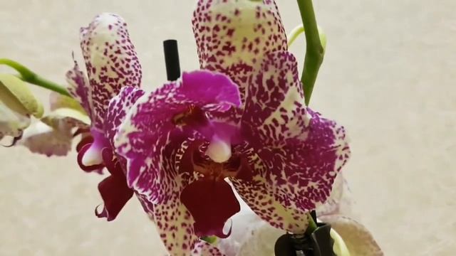 Новинка ШИКАРНАЯ орхидея БАБОЧКА 312613 STR ROZE Улица Роз | Розовая улица orchids орхидеи orchid смотреть онлайн