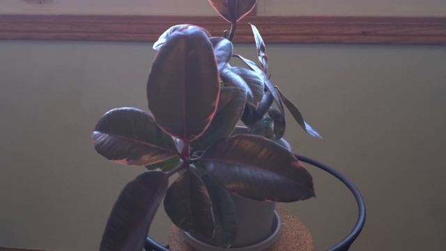 Ficus Elastica Ruby Pink Part 001 | Ficus Elastica Ruby Pink 01 | Plant Vlog 051