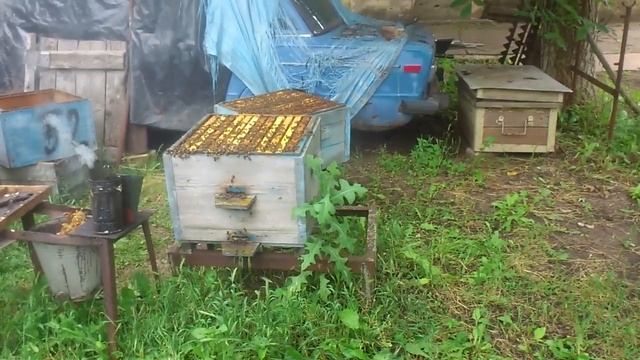 Пчелы летом или работы на пасеке в июне смотреть онлайн