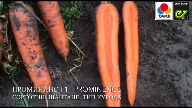 Обзор ассортимента моркови от компании Такии Сидс 2020. смотреть онлайн