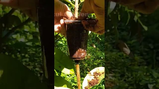 How to Air Layering Guava Tree - Growing Guava tree from Cutting #shorts