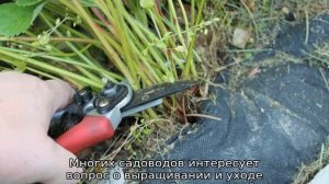 Земляника ремонтантная: посадка и уход