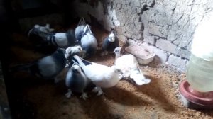 Ленинаканские бойные голуби