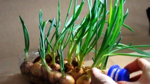 ЛУК НА ПЕРО В ПЛАСТИКОВОЙ БУТЫЛКЕ БЕЗ ЗЕМЛИ !!! СУПЕР РЕЗУЛЬТАТ !