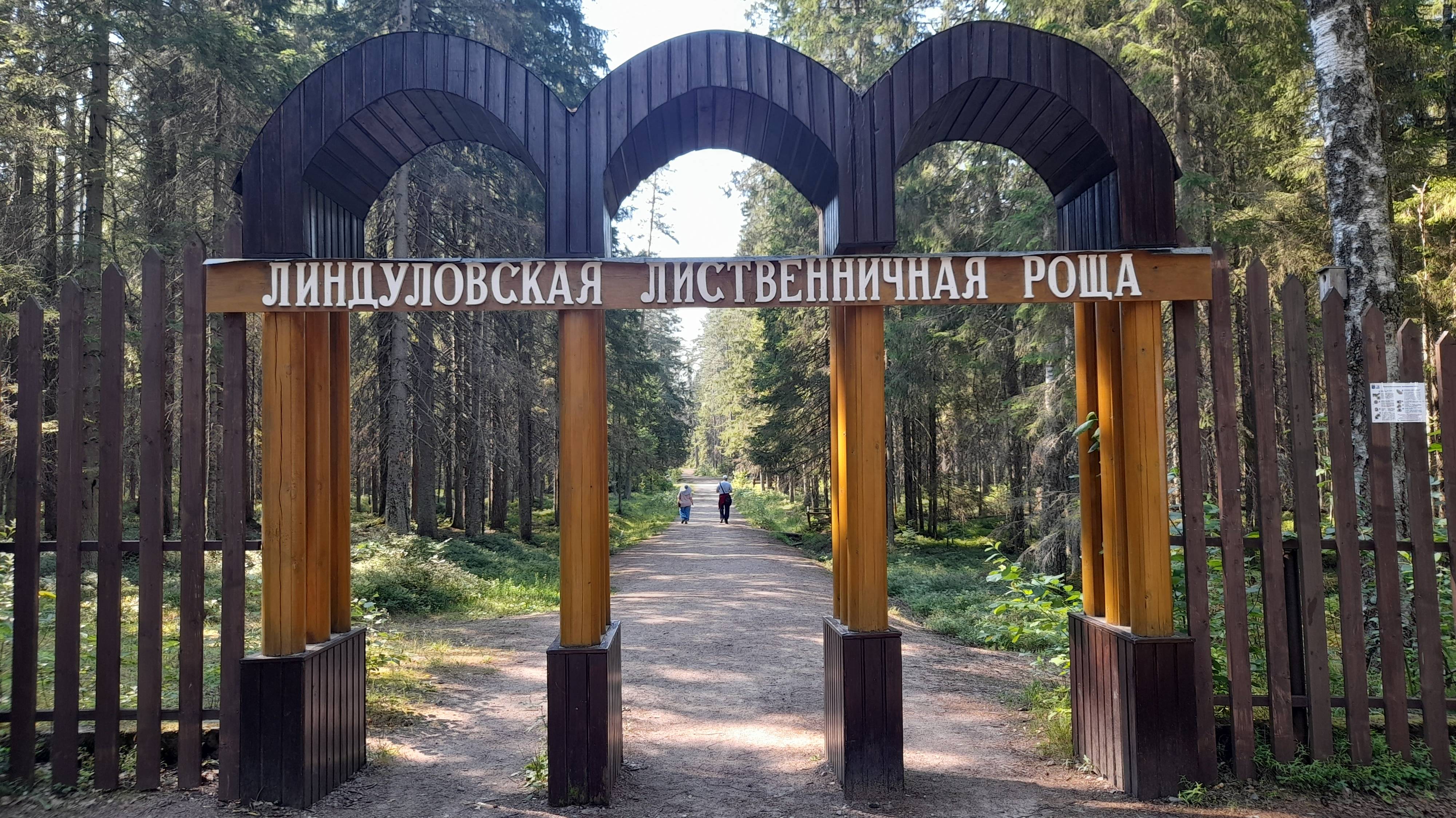 Экотропа Ленинградской области. Лиственничная роща