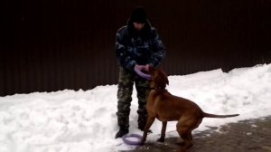 Кане корсо и немецкая овчарка. Игры с собаками как способ тренировки.