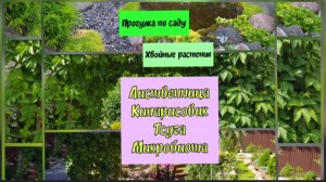 Прогулка по саду.Хвойные растения.Лиственница  кипарисовик,тсуга, микробиота.