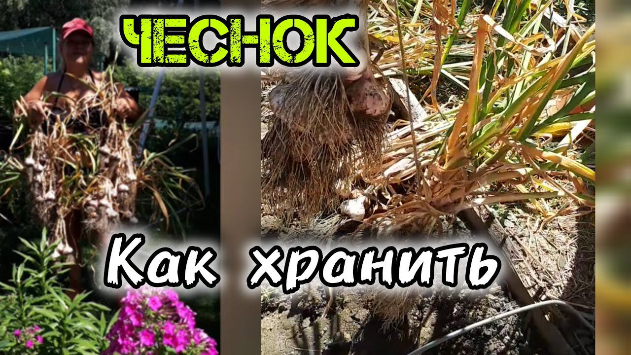 Копаю ЧЕСНОК 12 июля на Петра и Павла!  Главное Как сохранить чеснок до следующего урожая!