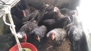 21 мая 2022 г доминант дс 109