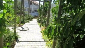 Ливанский Кедр,Орджоникидзе,Крым22