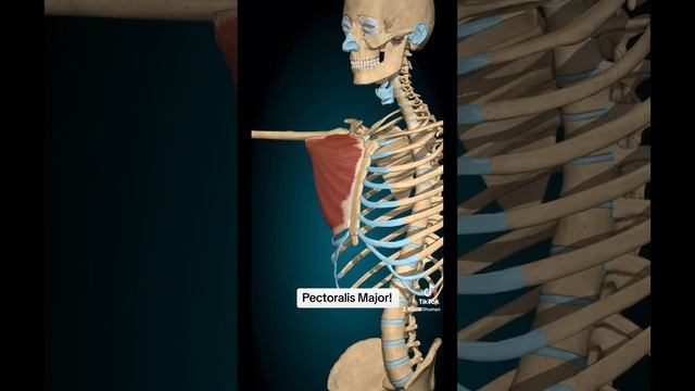 Pectoralis Major! The chest muscle! #science #fitness #health #facts