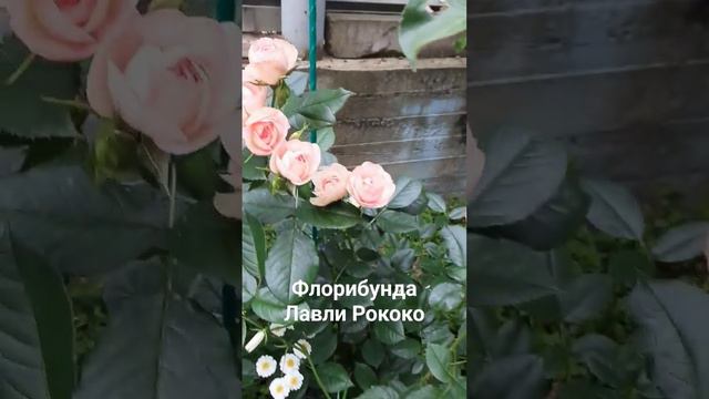 Роза флорибунда Лавли Рококо.