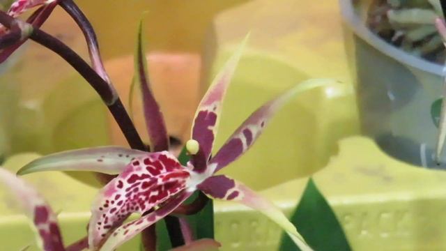 Новости дня у Олега!Ванды,красивый микс,Бронзовый Будда,Лимпопо!!! смотреть онлайн