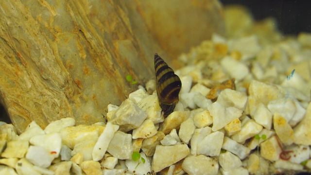 Аквариум, Логово Аксолотля! часть 2 #Аквариум #Аксолотль #aquarium смотреть онлайн