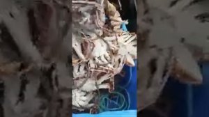 Ловим краба в Магадане