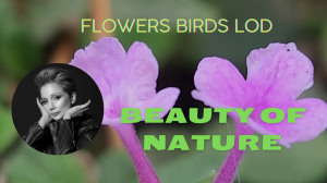 BEAUTY OF NATURE/Flowers and Birds/Природа/Цветы, птицы, и не только. Ganei Ya'ar/Israel dec.2022