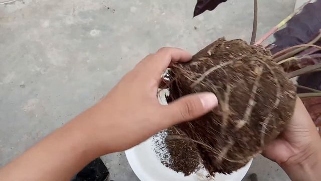 Repotting ALOCASIA AMAZONICA смотреть онлайн