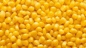 Чем полезна кукуруза