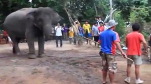 Как принимают роды у Слонов