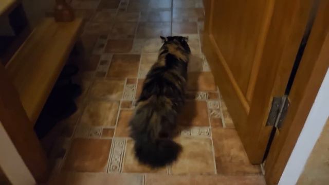 Вилли или Нукер? Купили более 120 кг мяса животным. смотреть онлайн