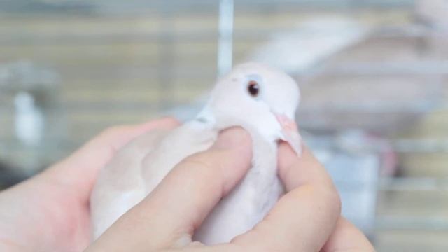 Смеющаяся горлица, 5 месяцев, самочка. Новосибирск смотреть онлайн