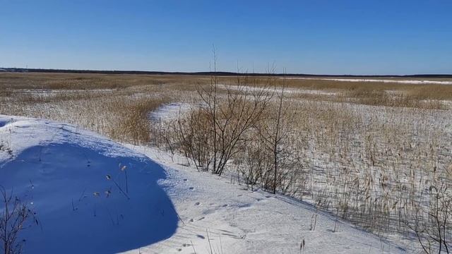 Дачи, смешная собака, лёгкие домашние рецепты и пишем кавер песни. Влог №66 смотреть онлайн