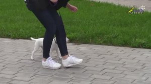 Дрессировка команды рядом, маленькая собачка, джек рассел