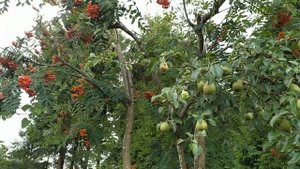 Прививка груши на Красную рябину.