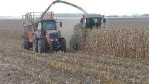 Уборка кукурузы CLAAS Jaguar 870. и Вывоз кукурузы с поля КАМАЗ / мАз / МТЗ Беларус