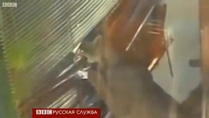 В Чили пума забралась в квартиру
