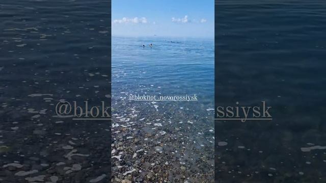 Пена на воде в Широкой Балке