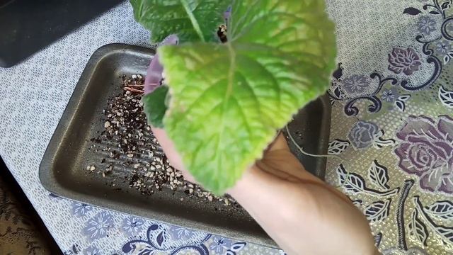 Листья стрепсов подскажут о проблемах. Стрептокарпусы уход и выращивание.