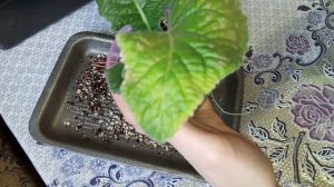 Листья стрепсов подскажут о проблемах. Стрептокарпусы уход и выращивание.