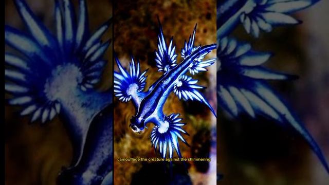 Glaucus Atlanticus, also known as the Blue Dragon #fyp