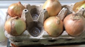 ЛУК НА ПЕРО В КОНТЕЙНЕРЫ ОТ ЯИЦ/ЭКСПЕРИМЕНТ