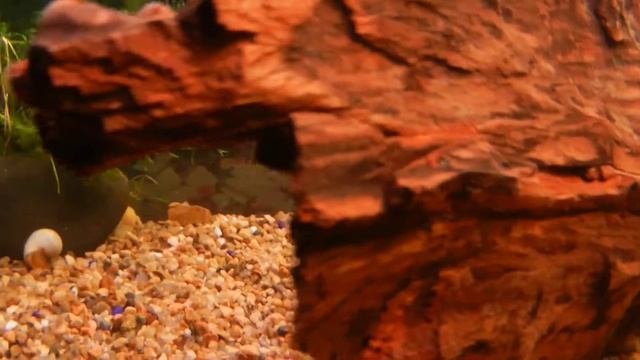 Коряга плоская груша смотреть онлайн