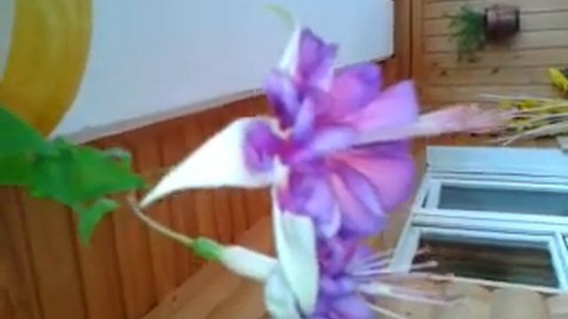 фуксия цветет смотреть онлайн