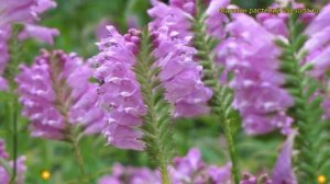 Физостегия виргинская Розеа. Краткий обзор, описание характеристик physostegia virginiana Rosea