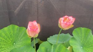 Nelumbo nucifera | Sacred Lotus | Timelapse Blooming.