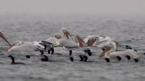 Как рыбачат пеликаны и бакланы | Film Studio Aves