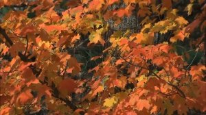 Очень грустная песня про осень и расставание