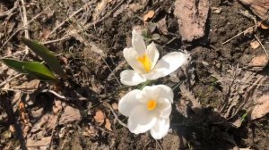 Цветение весенних первоцветы в моем саду-крокусов(Crocus Vernus) Видеознакомство,