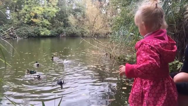 Влог : Пошли кормить уток , а накормили карпов! 04.10.17 смотреть онлайн