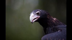 Клинохвостый орел