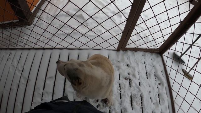 ЧТО ПОСТЕЛИТЬ СОБАКЕ В БУДКУ ЗИМОЙ ? || Сено, опилки, солома или тряпки?